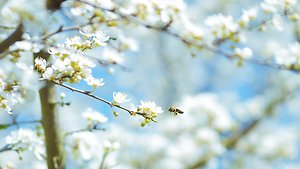 Home. Little White Flowers